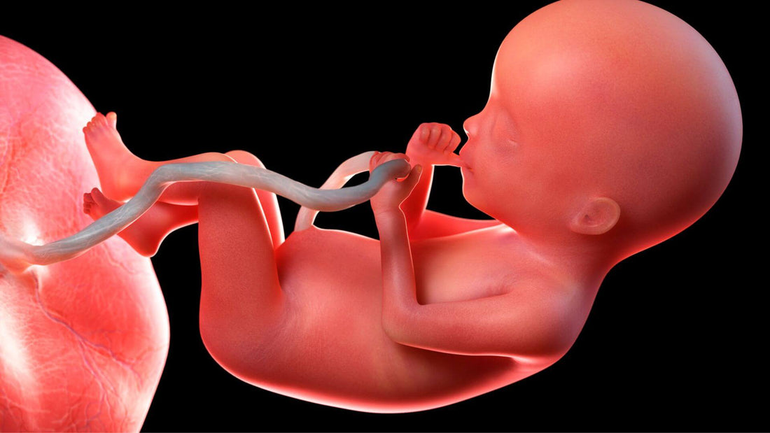 feto attaccato alla placenta