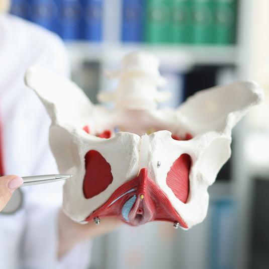 Pavimento Pelvico - Gravidanza, Parto e Postparto | Videocorso DrSilva ...